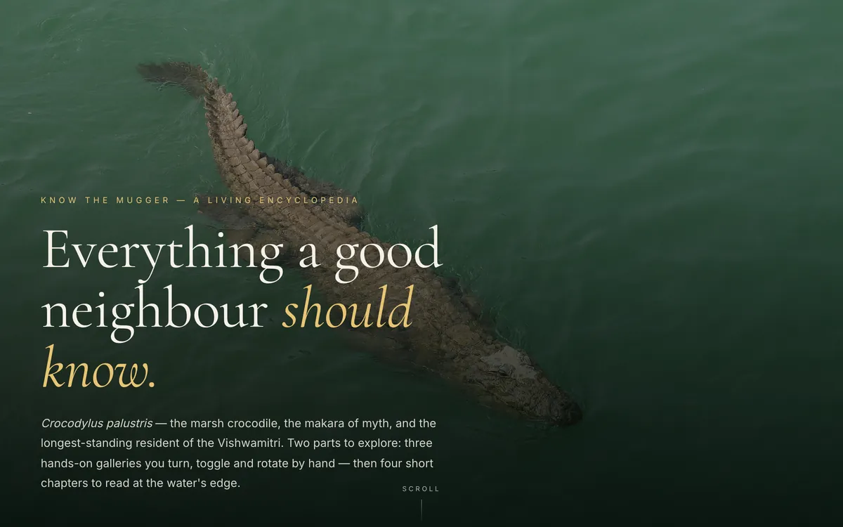The Mugger City site's Know the Mugger page: a mugger crocodile floating in dark green water, under the headline Everything a good neighbour should know.